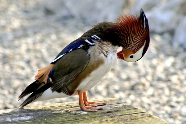 Colorful duck — Stock Photo, Image