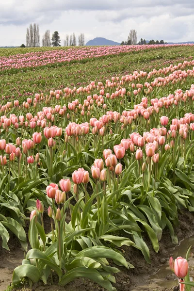 Roze tulpen — Stockfoto