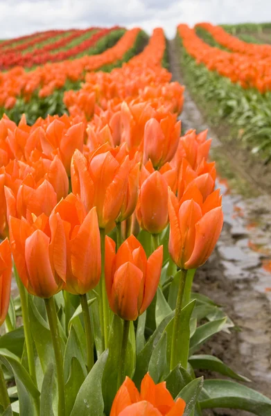 Oranžové tulipány v poli — Stock fotografie