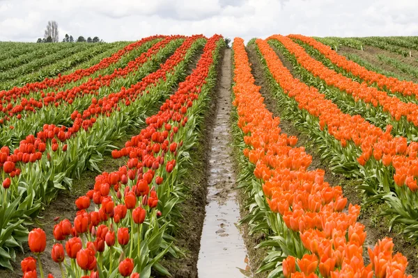 Linhas de tulipa vermelha e laranja — Fotografia de Stock