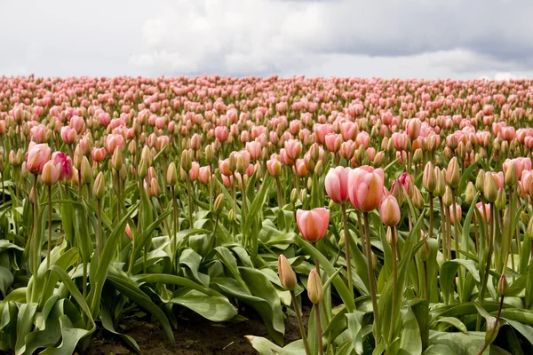 Růžové tulipány — Stock fotografie