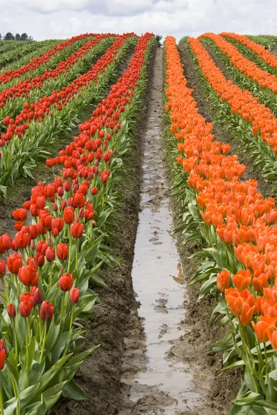 Lignes de tulipes rouges et orange — Photo