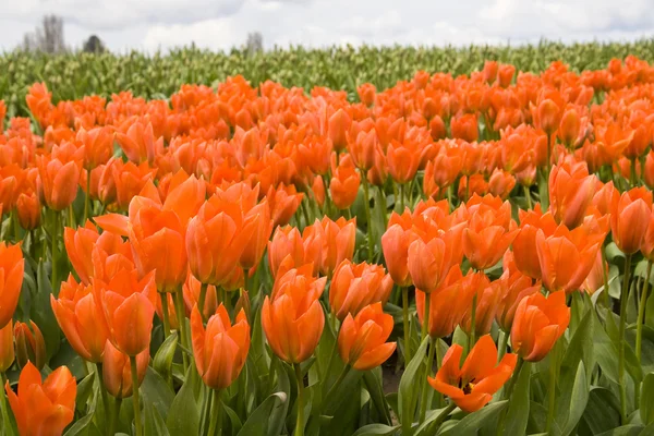 Tulipanes anaranjados en un campo — Foto de Stock