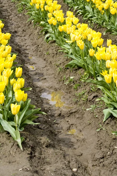Желтые тюльпаны и отражение — стоковое фото