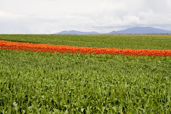 Oranžové tulipány v poli — Stock fotografie