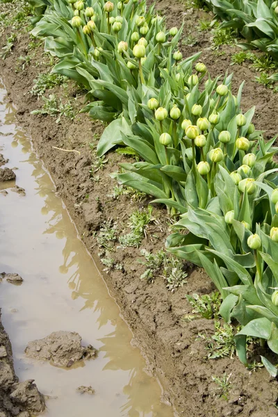 Gemme di tulipano — Foto Stock