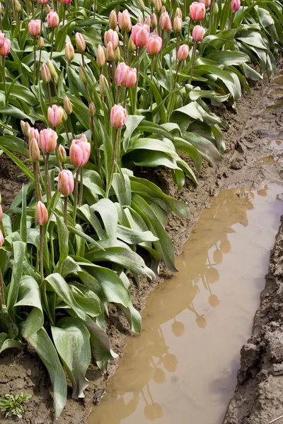 Pink tulips — Stock Photo, Image