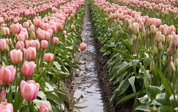 Tulipán rosa — Foto de Stock