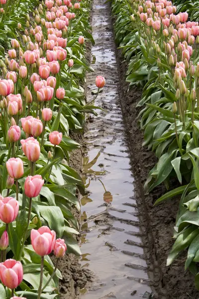 Jeden tulipan różowy — Zdjęcie stockowe