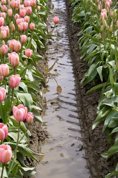 Uma tulipa rosa — Fotografia de Stock