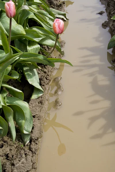 En rosa tulpan — Stockfoto