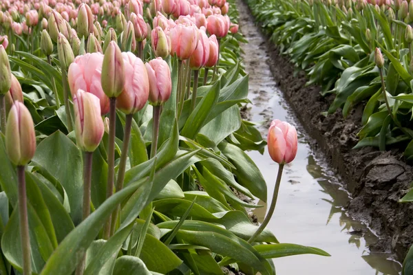 Jeden tulipan różowy — Zdjęcie stockowe