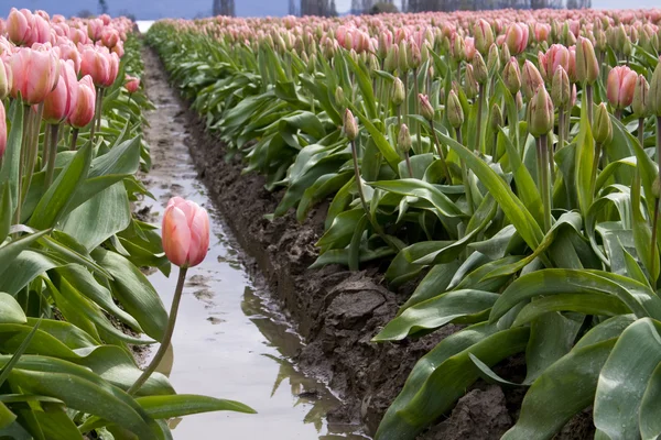 Jedna růžová Tulipán — Stock fotografie