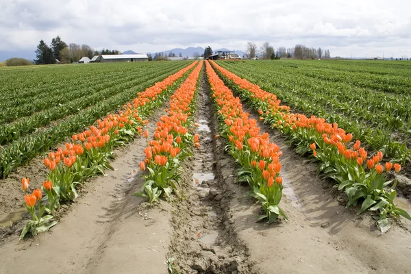 Orange tulips — Stock Photo, Image