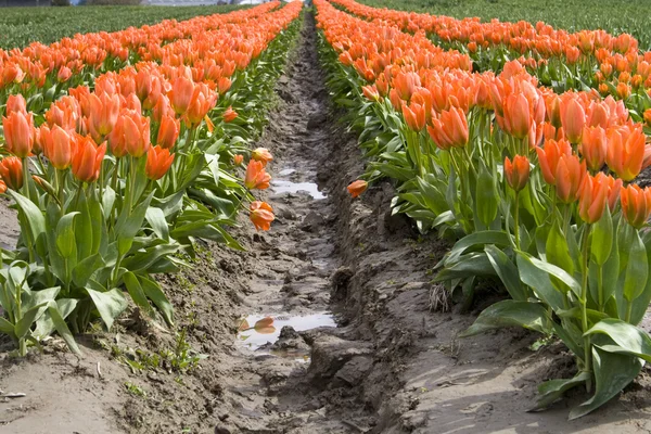 Orangene Tulpen — Stockfoto