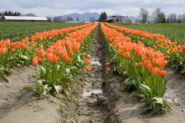 Oranžové tulipány — Stock fotografie