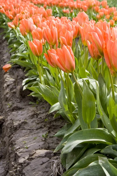 Orange tulip — Stockfoto