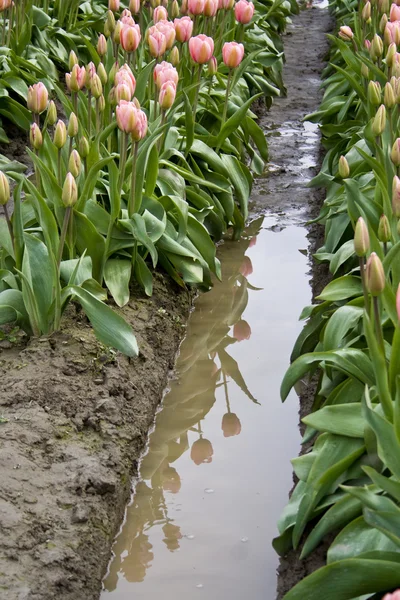 Tulipas cor de rosa e reflexão — Fotografia de Stock