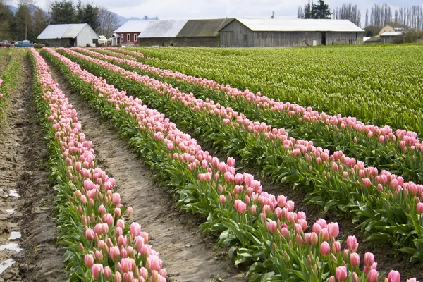 Růžová Tulipán pole — Stock fotografie