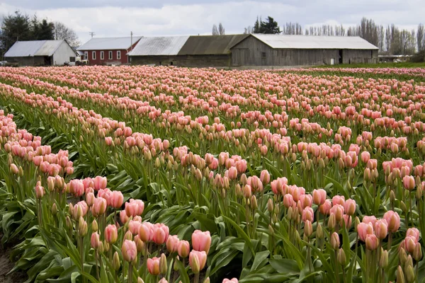 Tulipan różowy pole — Zdjęcie stockowe
