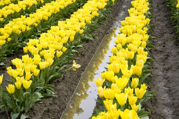 Žluté tulipány a reflexe — Stock fotografie