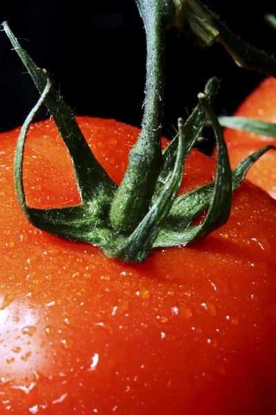 Natte rijpe tomaten — Stockfoto