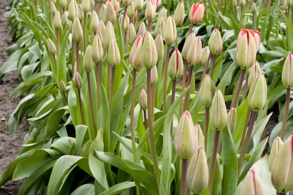 Tulip bods Stockfoto