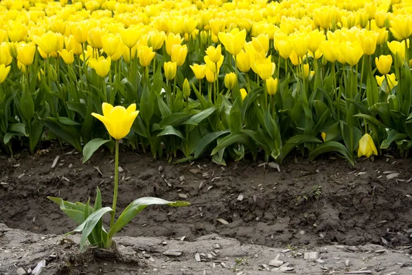 Tulipán amarillo —  Fotos de Stock