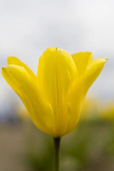 Gelbe Tulpe — Stockfoto