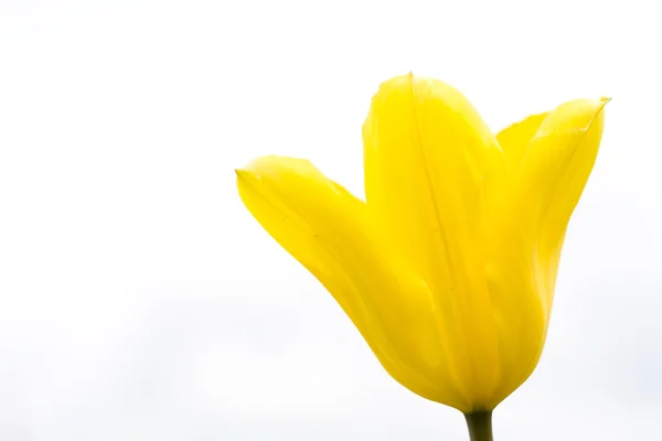 Tulipa amarela — Fotografia de Stock