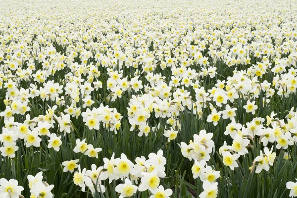 Narcisos brancos — Fotografia de Stock