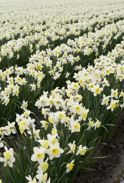 Narcisos blancos — Foto de Stock