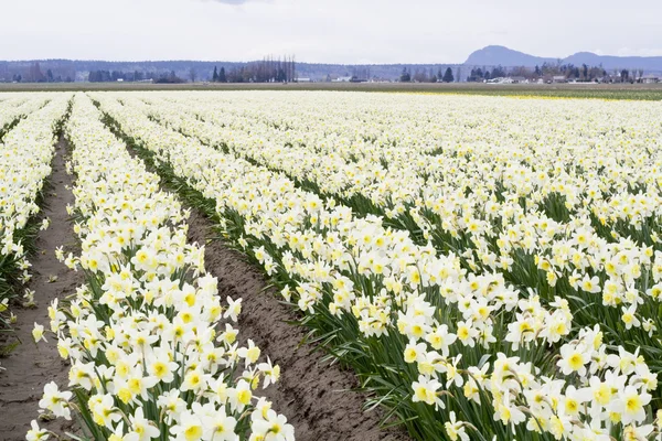 White Daffodils — Stock Photo, Image