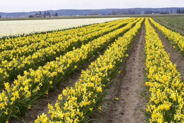 Yellow Daffodils — Stock Photo, Image