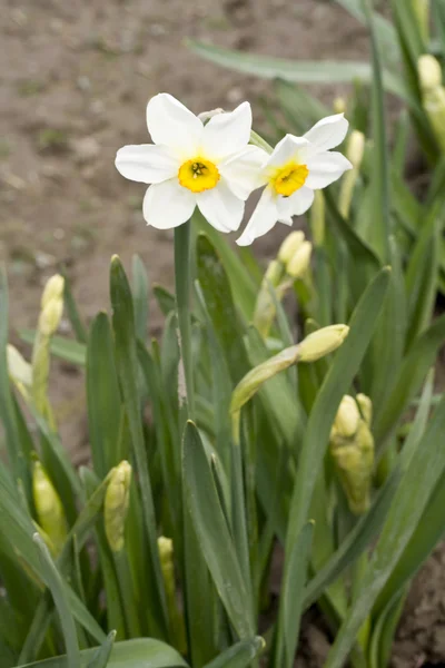 Weiße Narzisse — Stockfoto