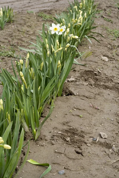 Bílý Narcis — Stock fotografie