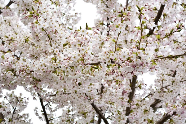 Albero da fiore — Foto Stock