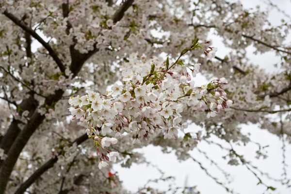 Albero da fiore — Foto Stock