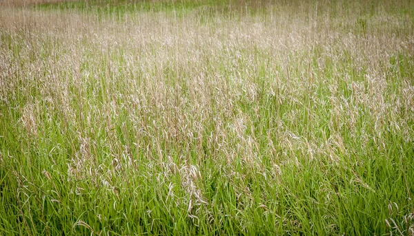 Grass — Stock Photo, Image