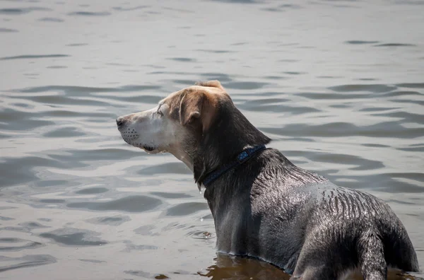 Dog in the Water — Stock Photo, Image