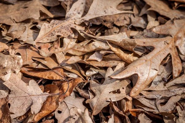 Brown Leaves — Stock Photo, Image