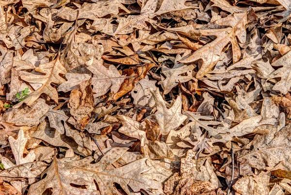 Brown Leaves — Stock Photo, Image