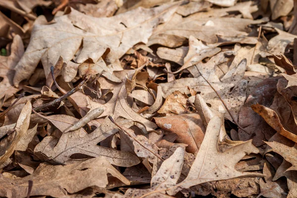 Brown Leaves — Stock Photo, Image