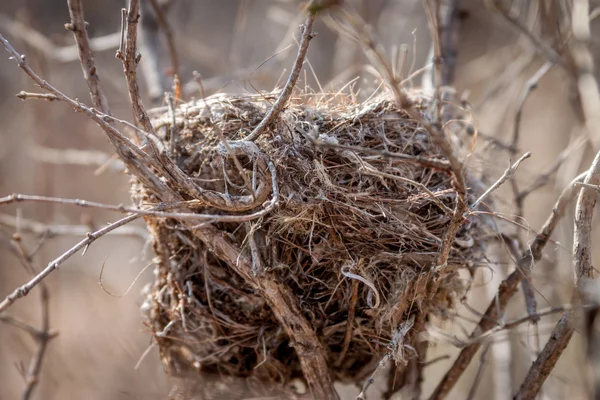 Bird Nest — Stock Photo, Image