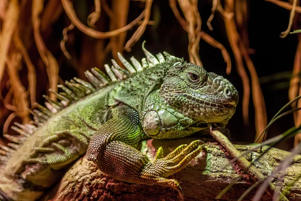 Iguana — Stock Photo, Image