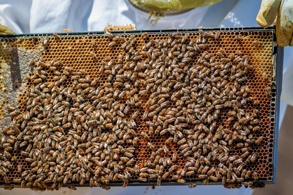 Een Frame van bijen — Stockfoto