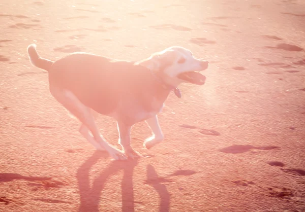 Mañana corre. — Foto de Stock