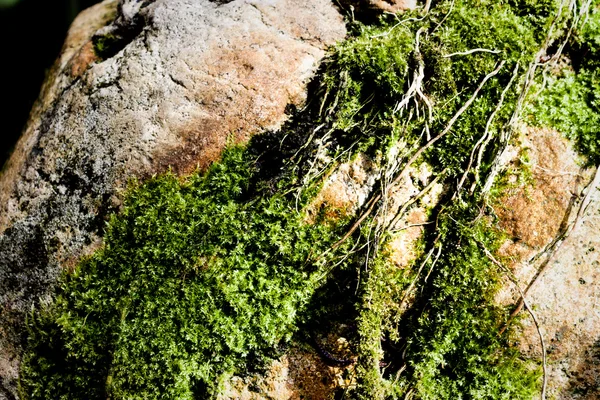 岩石和苔藓 — 图库照片