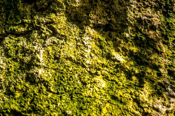 Rock and moss — Stock Photo, Image