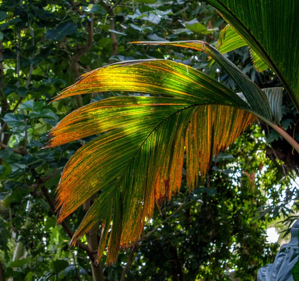 Folha — Fotografia de Stock